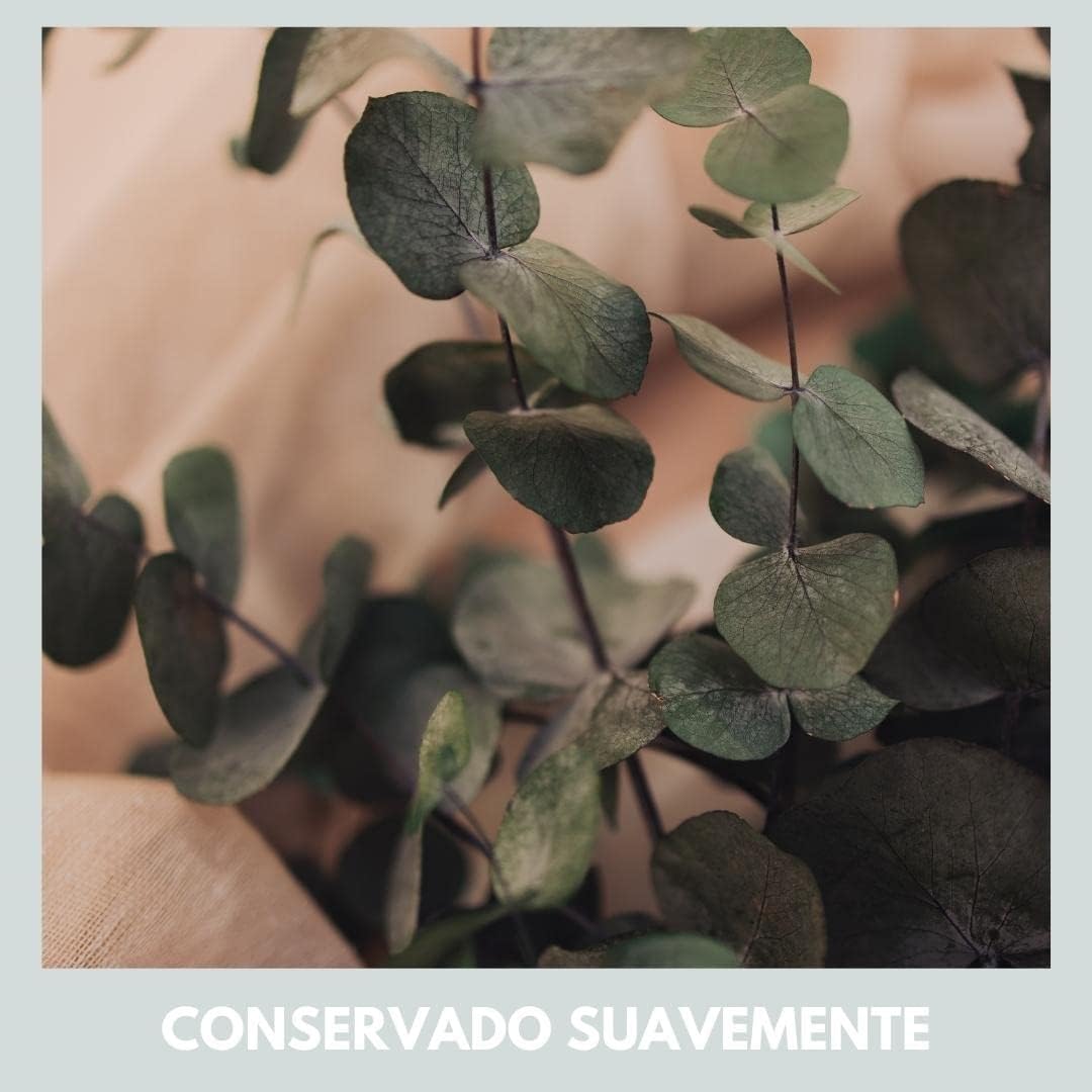 Ramo Eucalipto Verde Preservado Ramo Eucalipto Verde Preservado
